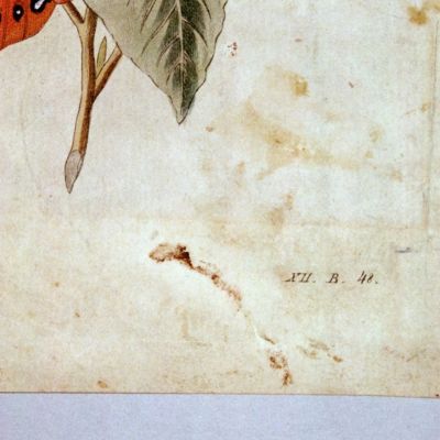Papierrestaurierung (7)